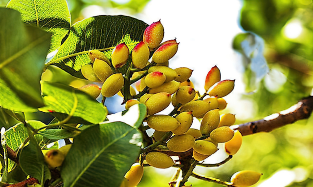 Iranian pistachio cluster on the tree