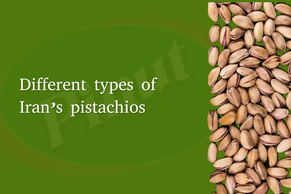 Different types of Iran's pistachios