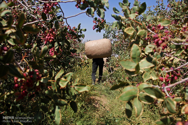 Pinut Pistachio orchards