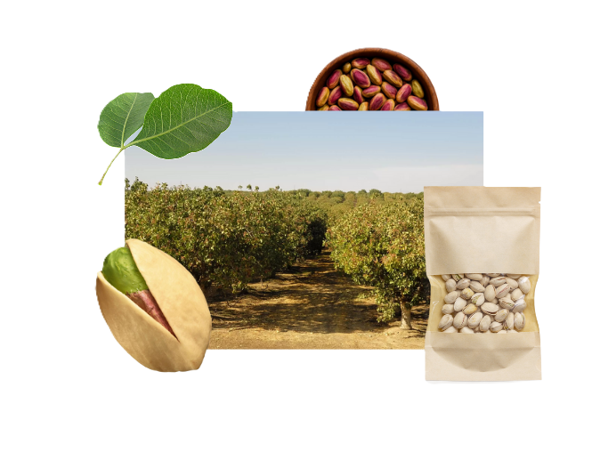 Pistachio industry