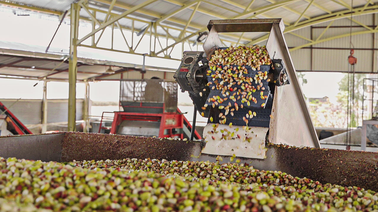 Processing pistachio