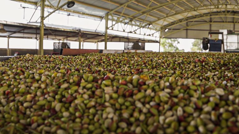 Pistachios in the drying phase of processing