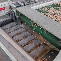 A sorting machine for pistachio
