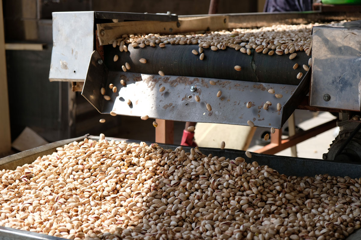 pistachio processing