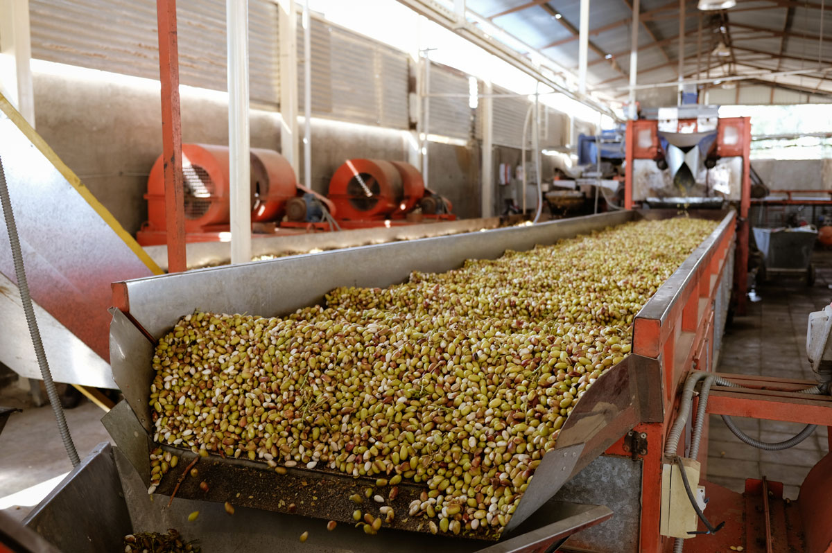 Pistachio Processing