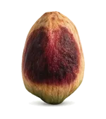 Premium Iranian pistachio kernel