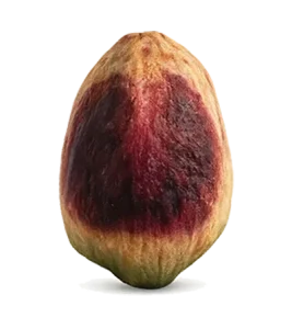 Premium Iranian pistachio kernel