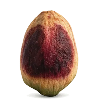 Premium Iranian pistachio kernel