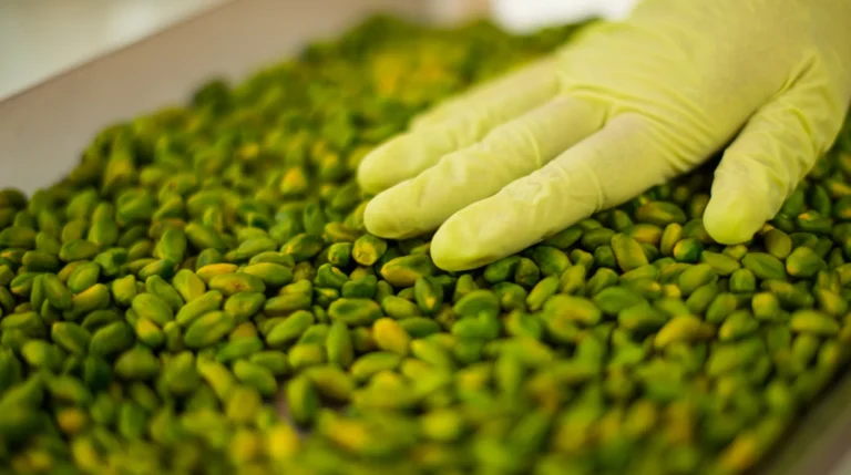 Fresh green pistachio kernels