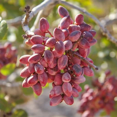 High-quality Iranian pistachio