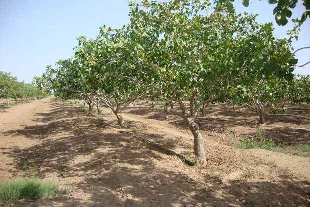Pinut Pistachio orchards