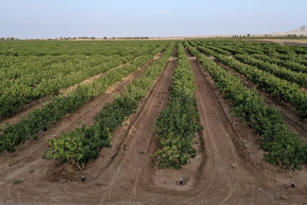 Pinut Pistachio orchards