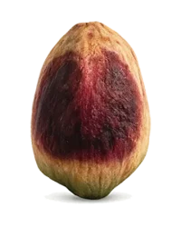 Pistachio Kernel Premium Iranian pistachio kernel